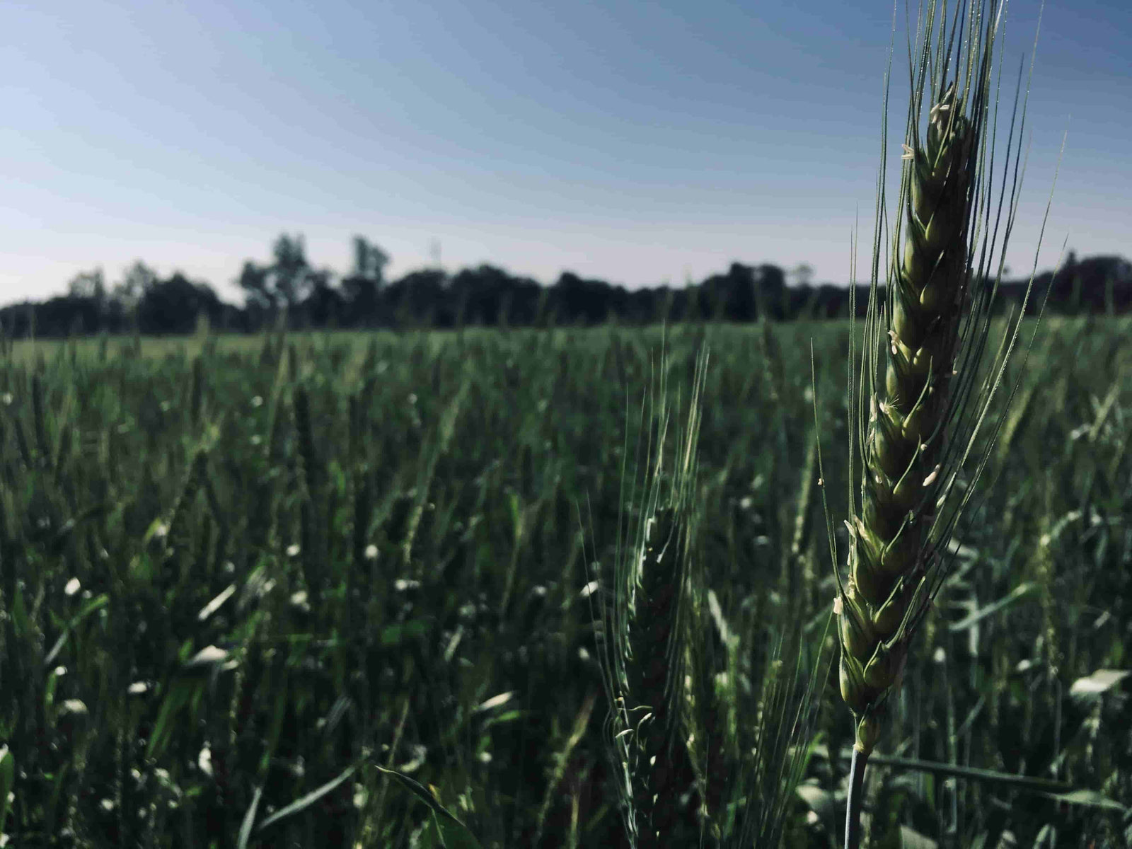 Impact of Regenerative Food