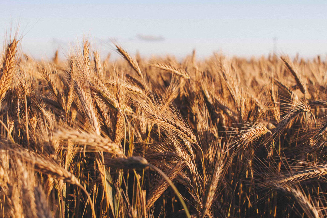 Impact of Regional Food